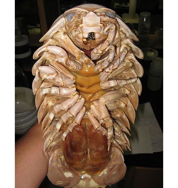 21 More Weird Animals You Never Knew Existed 13