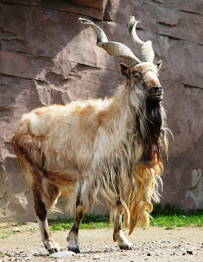 #6. Markhor