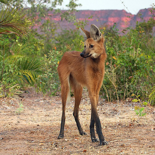 #7. Maned Wolf
