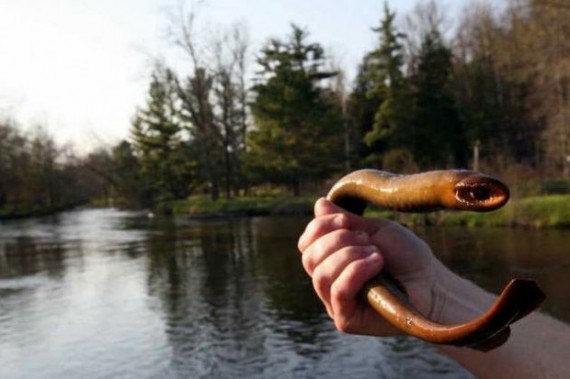 #8. Lamprey