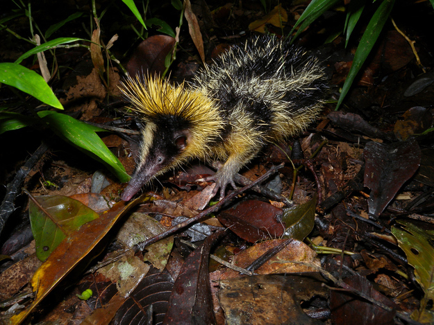 Lowland Streaked Tenrec